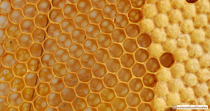 Bee cells with its hexagonal structure.